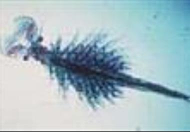 تاثیر غنی سازی ناپلیوس آرتمیا ارومیانا با ویتامین C بر روی درصد بازماندگی پست لارو میگوی ببری سبز (Penaeus semisulcatus)