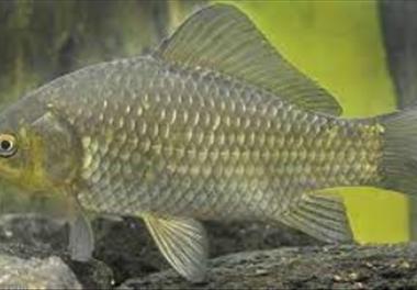 بررسی فراواني، عادات غذایی و وضعيت توليدمثل ماهيان دریاچه شهدای خليج فارس (چيتگر)