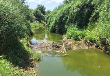 بررسي فيتوپلانکتون و پريفيتون رودخانه تجن جهت رهاسازي بچه ماهيان حاصل از تکثير مصنوعي