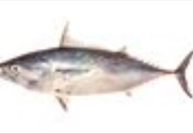 عنوان نقشه علمی: پراکنش و فراوانی تون‌‌ماهیان استوایی (تون زردباله و هوورمسقطی) در صید خرد و توزیع شاخص‌های محیطی در دریای عمان و دریای عرب