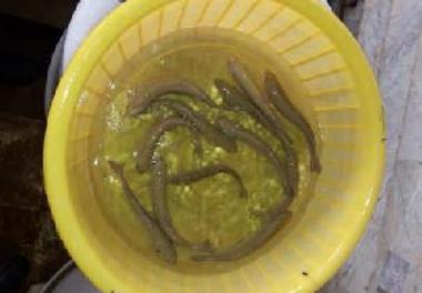 اثر افزودن اسید لاکتیک به جیره بر شاخص‌های رشد، بقاء، فعالیت آنزیم‌های گوارشی و فلور باکتریایی روده در ماهی قزل‌آلای رنگین‌کمان  (Oncorhynchus mykiss)