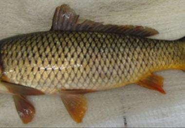 ارزیابی ذخایر ماهی کپور(Cyprinus carpio) و کلمه(Rutilus caspicus) در آب‌های ایرانی جنوب دریای خزر (96-94)