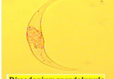 پایش اکولوژیک گروههای زیستی (پلانکتون و ماکروبنتوز) در سواحل جنوبی دریای خزر تا عمق 30 متر  (98 -1397)