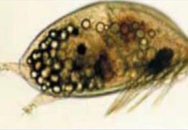 ارزیابی تنوع و تراکم موجودات مزاحم بر قفس‌های پرورش ماهی در جنوب جزیره قشم (استان هرمزگان)