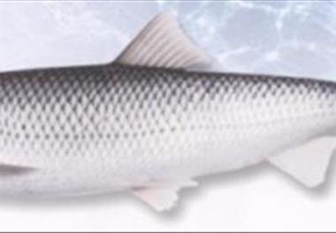 ارزیابی ذخایر ماهی سفید در آب‌های ایرانی دریای خزر (96ـ1394)