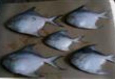 بررسی رژیم غذائی ماهی حلوا سفید (Pampus argenteus) در صیدگاههای عمده استان هرمزگان