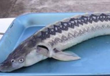 عنوان دستورالعمل فنی: منابع و سطوح بهینه چربی در جیره لارو، بچه ماهی و پیش‌مولد ماهیان خاویاری پرورشی