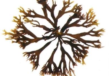 بررسی اثر تراکم های مختلف  جلبک قرمز  Gracilaria corticata بر کیفیت آب، درصد بقاء و رشد مرحله نوزادگاهی میگوی پا سفید (Litopenaeus vannamei)