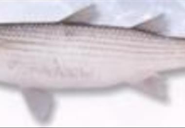 بررسی پارامترهای زیستی و برآورد ذخایر کفال ماهیان در سواحل ایرانی دریای خزر (97-1396)