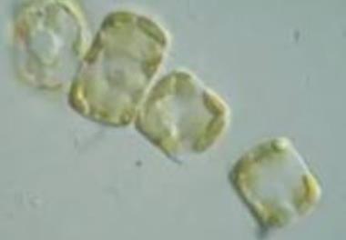 بررسی جوامع زیستی (ماکروبنتیک و پریفیتون) رودخانه سفید رود در استان گیلان