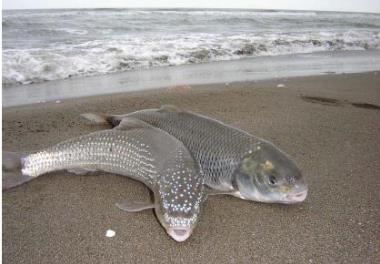 امکان سنجی افزایش توان فیزیولوژیک بچه ماهی سفید با جیره نمکی در آب شیرین،  به منظور رهاسازي مستقيم به دریای خزر