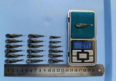 بررسی اقتصادی و زیستی صید فانوس ماهیان (Myctophidae) درکلاس های  مختلف کشتی های صیادی در آبهای شمال غرب دریای عمان 