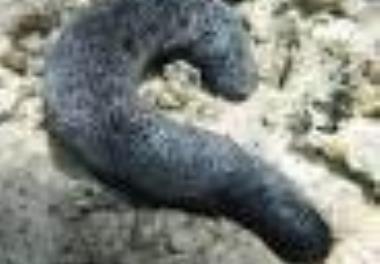 مطالعه رابطه فیلوژنی شش گونه خیار دریایی (Holothuroidae) در خلیج فارس و دریای عمان و تعیین خط شناسه گونه ها