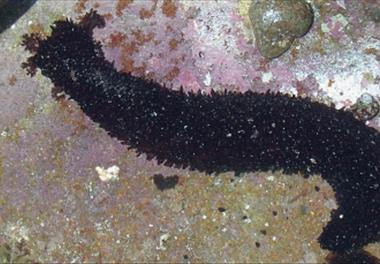 برآورد سطح صید بهینه خیار دریایی (Holothuria leucospilota) در آبهای شمالی دریای عمان (استان سیستان و بلوچستان -  فاز اول: سواحل شرقی استان)