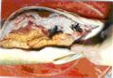 بررسی بیولوژی تکثیر ماهی شیزوتراکس زارودنی هامون ماهی (Schizothorax zarudnyi)