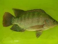 ماهي تيلاپيا، غذاي سالم