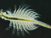 آرتمیا الفبای آبزی پروری