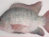 تولید و مصرف جهانی تیلاپیا 