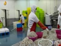 مکانیزاسیون و اصلاح ساختار در مزارع پرورش میگو