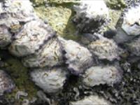 جمع آوری صدفچه دوکفه ای خوراکی و پرورش آن در دریا 