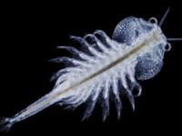 اپلیکیشن کاربرد آرتمیا درتکثیر و  پرورش آبزیان