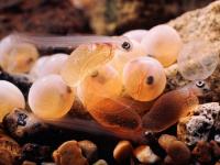 چرخه زندگی ماهی آزاد دریای خزر (Life cycle of Caspian Salmon)