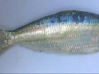 گزارش نهایی طرح های ترویجی