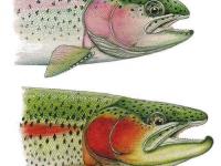 پوستر نحوه بکارگیری هورمون در تولید تک جنس ماده قزل آلای رنگین کمان