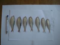 بررسی استفاده ازعصاره پونتو گاماروس  در افزایش مطبوعیت جیره غذایی ماهی کلمه خزری