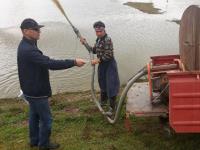 استفاده از شيرابه كود گاوي بعنوان كود پايه 