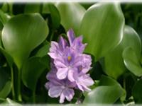  روند عصاره گیری از برگ گیاه سنبل آبی 