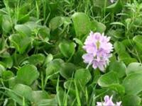  تاثیر ضد قارچی عصاره هیدرومتانلی و آبی برگ گیاه سنبل آبی  بر روی قارچ fusarium oxysporum