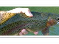 دستورالعمل تولید ماهیان تمام ماده قزل آلای رنگین کمان ( روش مستقیم )