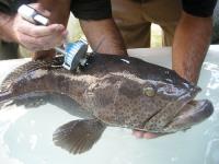 انتقال تجربه ساخت پلت های کلستروِئی - سلولزی GnRha