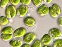 تولید انبوه جلبک نانوکلروپسیس اوکولاتا (Nanochloropsis oculata) به شیوه ی دوره ای 