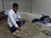 تولید ساردین ماهی خشک