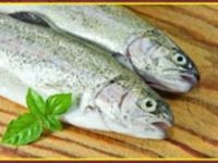 کارگاه آموزشی- ترویجی آشنایی با تکنیک ها و مزایای تولید ماهیان تمام ماده قزل آلای رنگین کمان