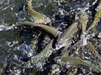 عکسهای مرتبط با  پروژه های ترویجی قزل آلای تک جنس - گالری تصاویر 1