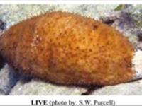 تنوع گونه ای خیاران دریایی تجاری در دنیا و پراکنش آنها