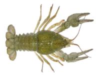 اسلاید ویژن: تکثیر و پرورش شاه میگوی آب شیرین