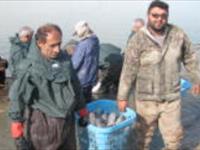 جشن برداشت محصول