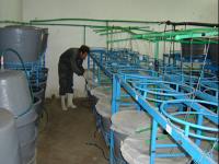 اثر جایگزینی سطوح مختلف کانولا با آرد ماهی در جیره غذایی بر روند رشد و ترکیب لاشه بچه ماهیان سفید