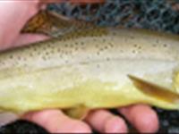 افزایش تولید در واحد سطح در مزارع پرورش قزل آلای رنگین کمان با استفاده از تصفیه فیزیکی و هوادهی آب برگشتی