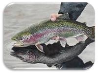 نشریه ترویجی - مزایای تولید ماهیان تمام ماده قزل آلای رنگین کمان