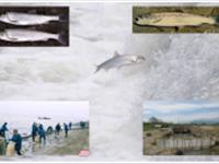 حفاظت از تکثیر طبیعی ماهیان دریایی  با اولویت ماهی سفید در استان مازندران با جلب مشارکت‌ های مردمی و محوریت زنان روستایی  (خاتمه یافته)