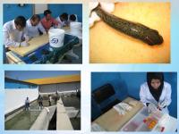 ضرورت اجرای طرح ترویجی تک جنس سازی قزل آلای رنگین کمان و روش کار طرح