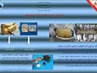 تولید کره رژیمی با استفاده از ژلاتین پوست ماهی