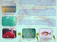 پوستر مولد سازی ماهی صافی گونه Siganus sutor