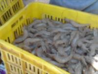 جایگزینی روش CSW در هندلینگ میگوهای پرورشی پس از صید 