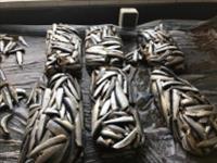 برگزاری جشن محصول طرح ترویجی ارتقا مصرف ساردین ماهیان از طریق تولید فرآورده های بازار پسند